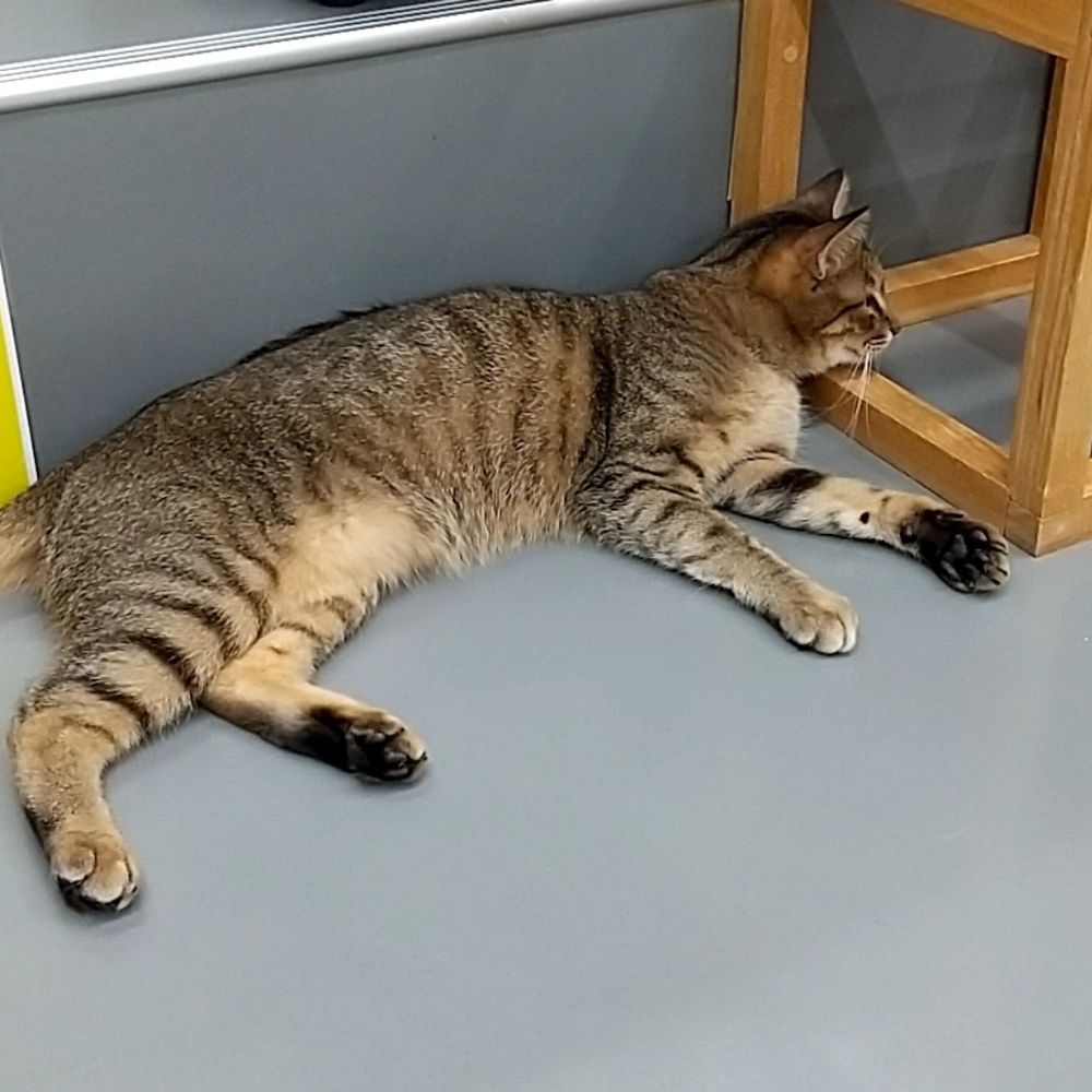 紫苑