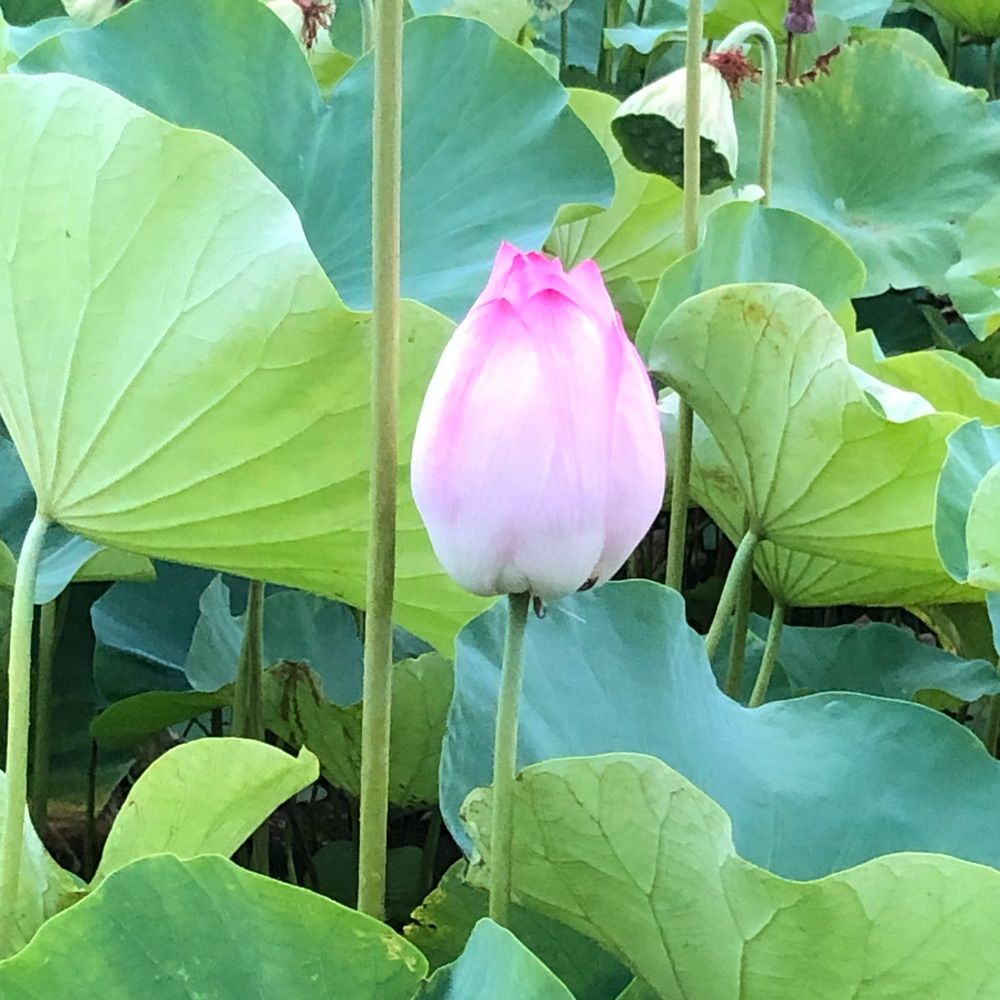ヨハネ