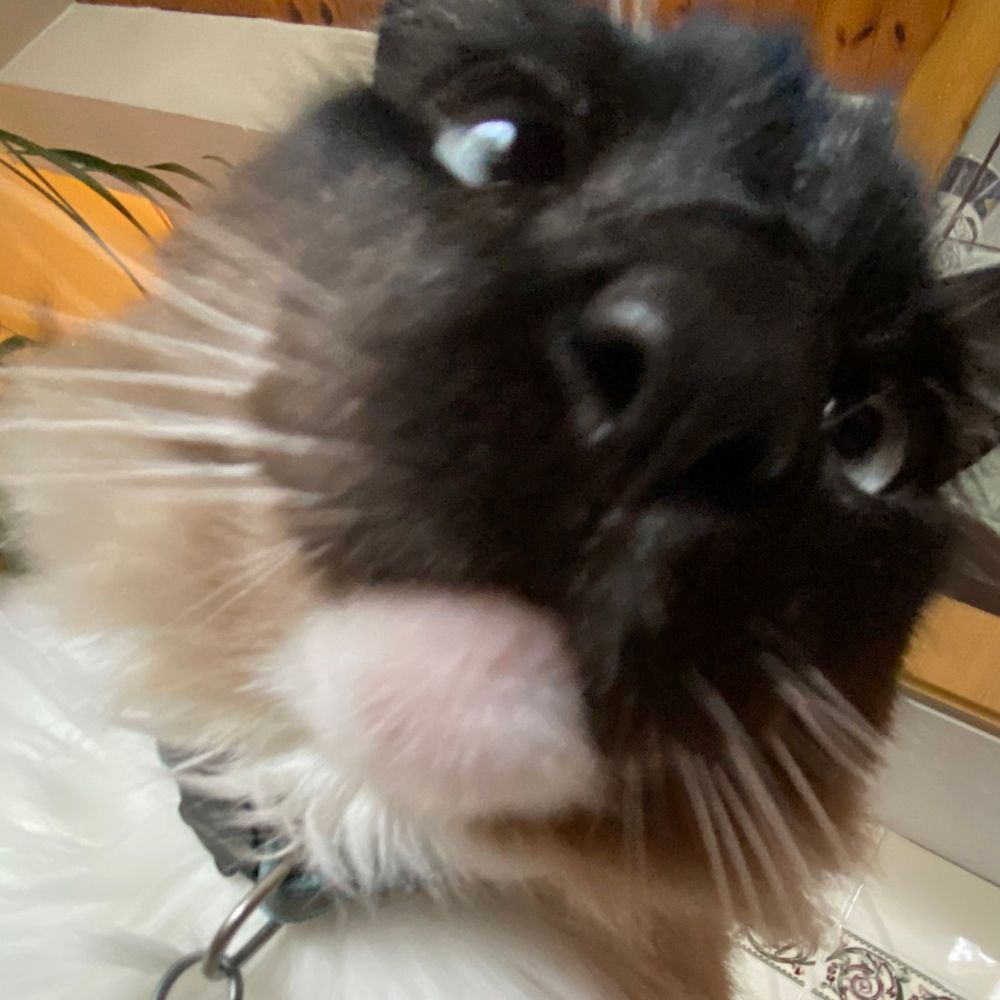 ʕ•ᴥ•ʔ