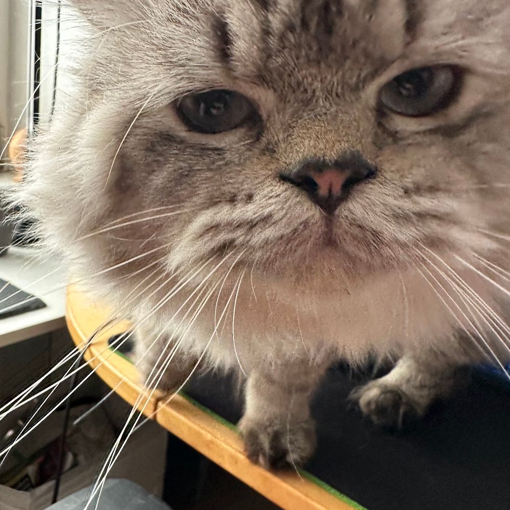svfoxat