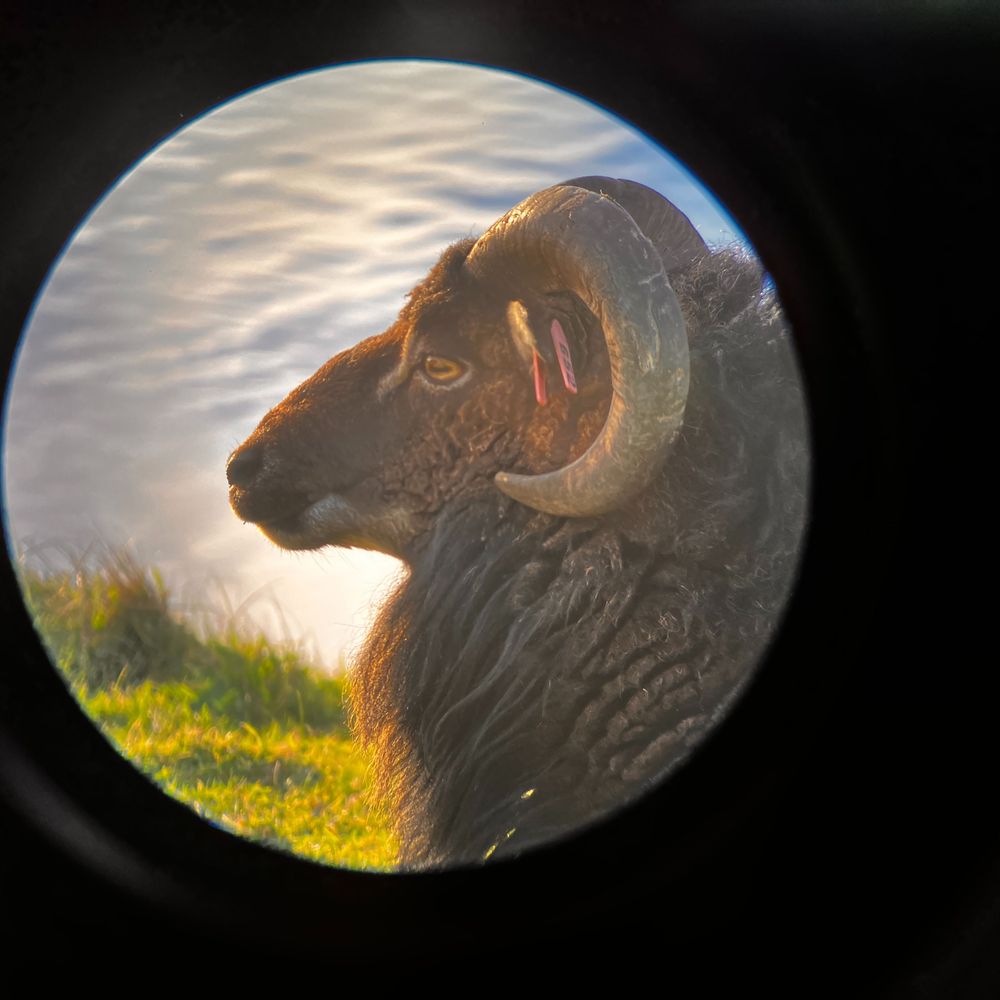 Soay Sheep Project