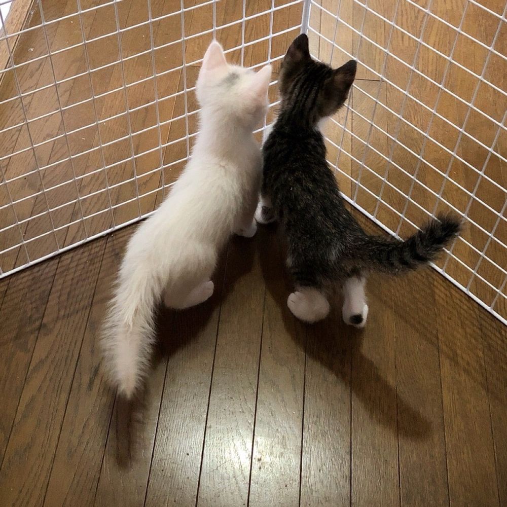 みゃあ公