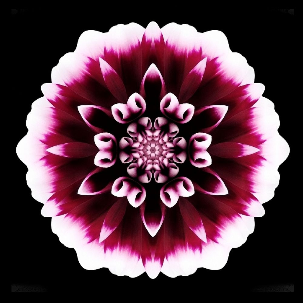 Pandacatflower