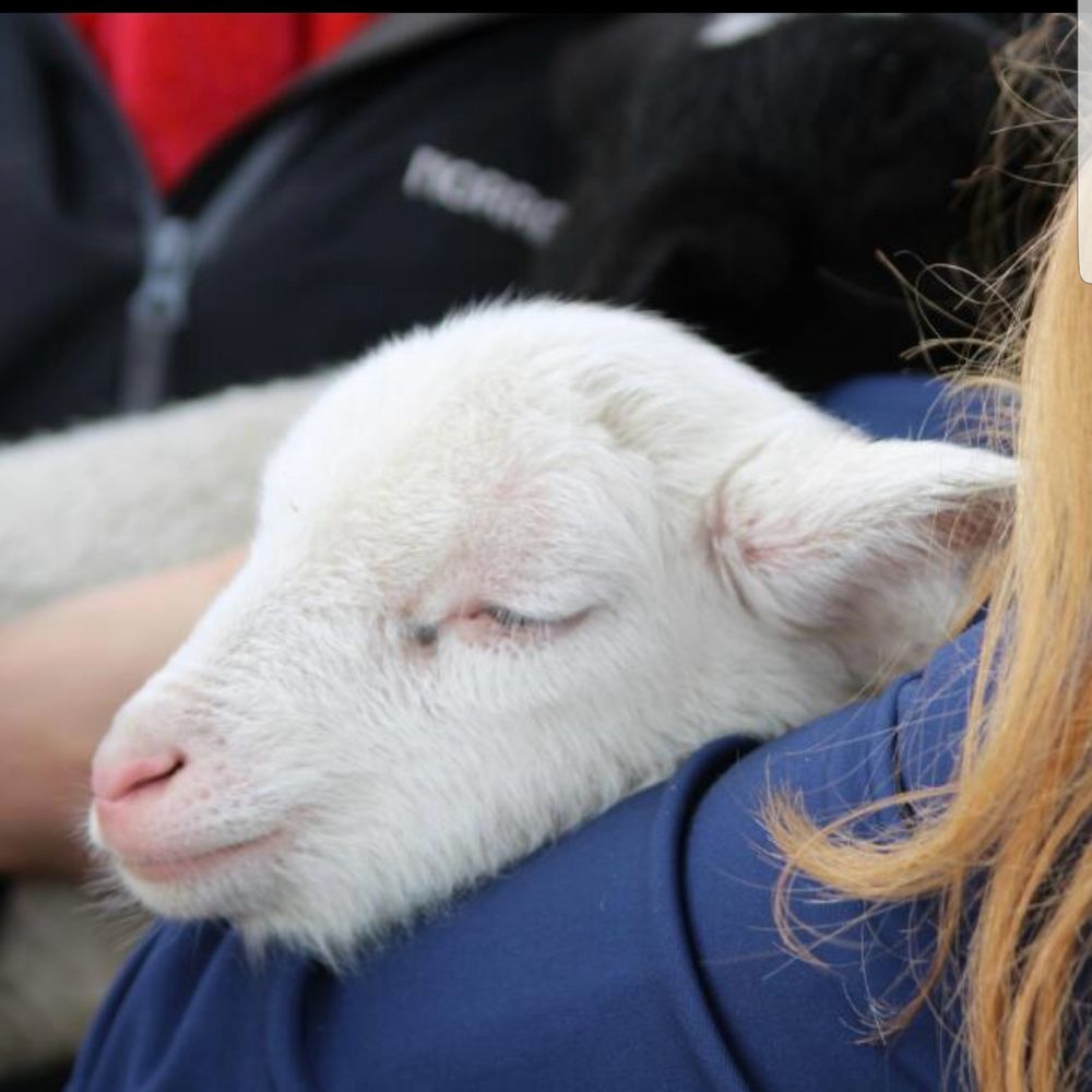 ShauneeSheep
