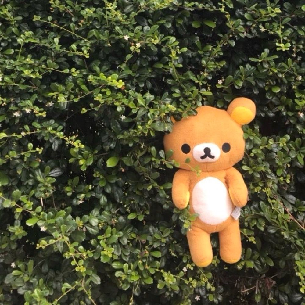 뽀모