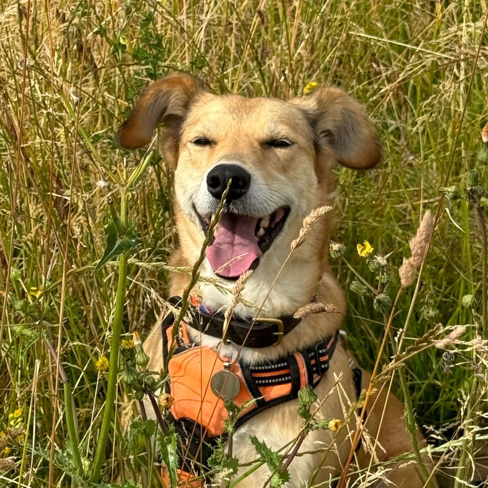 Freya