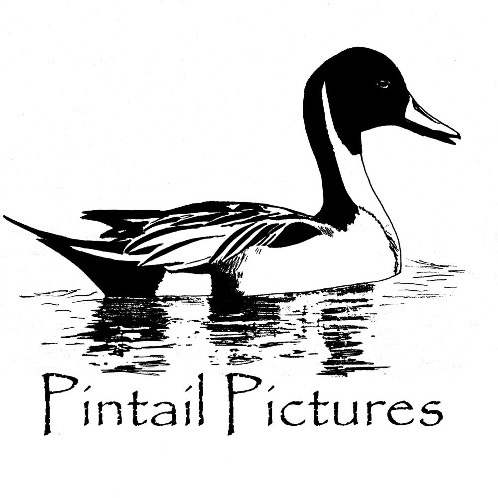 Pintail Pictures
