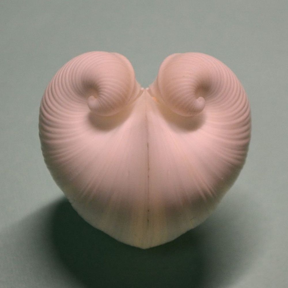 小内光 osanaihikari
