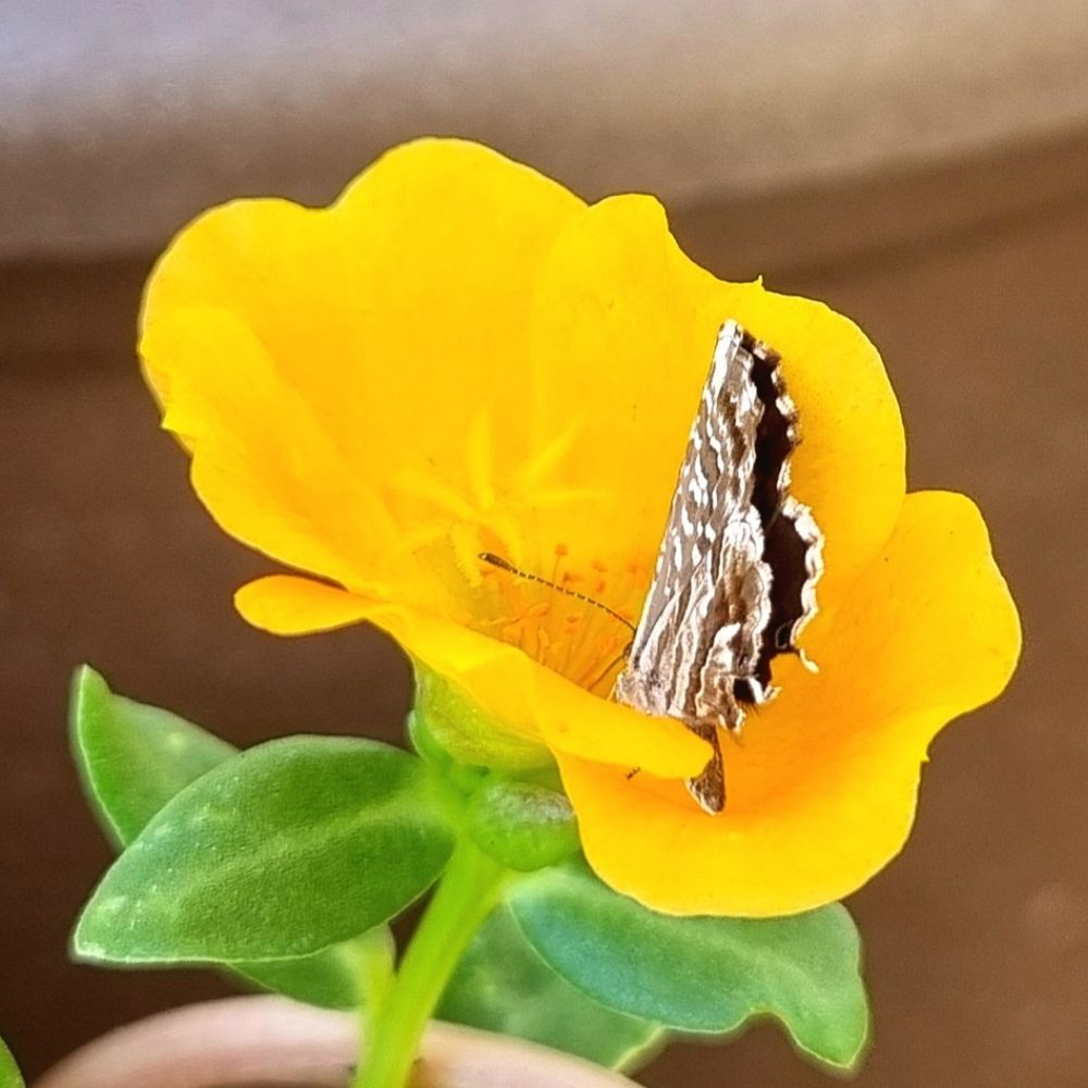 microbiete