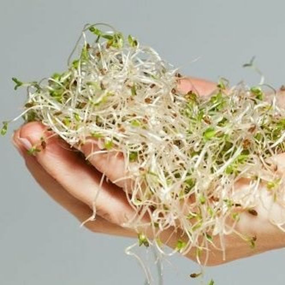 Alfalfa Ameboide