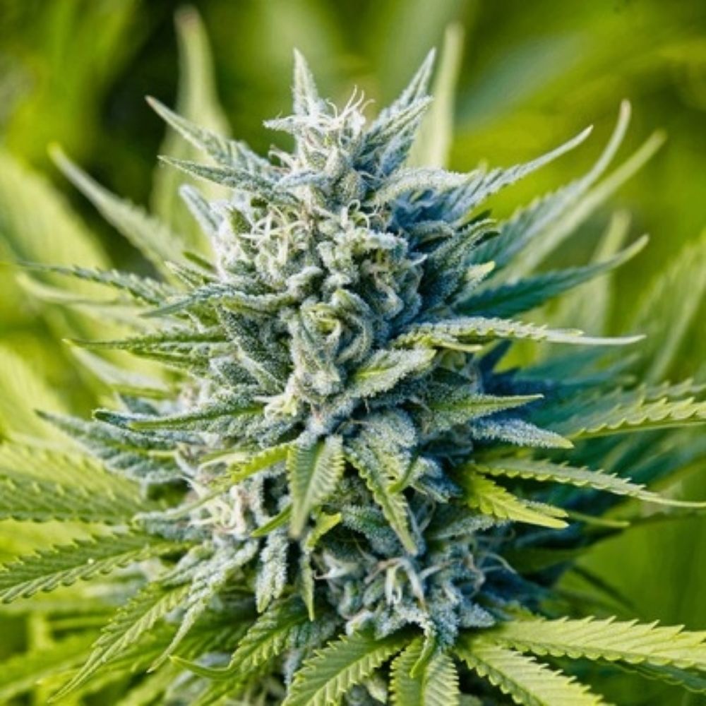 Best of Stoner Reviews