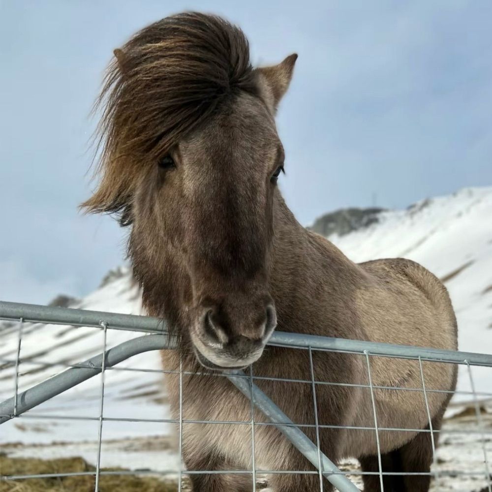 cavalo bonito