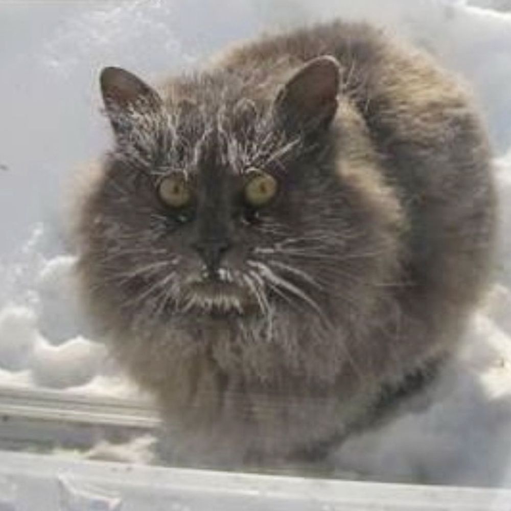 Der Kater