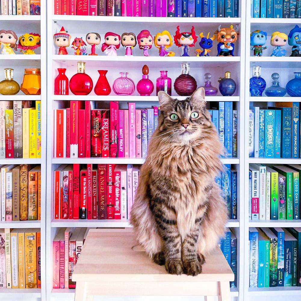 Enchanted Bookshelf