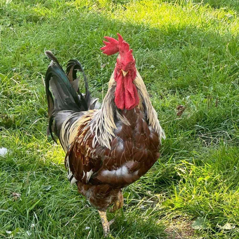 Diško Dušković
