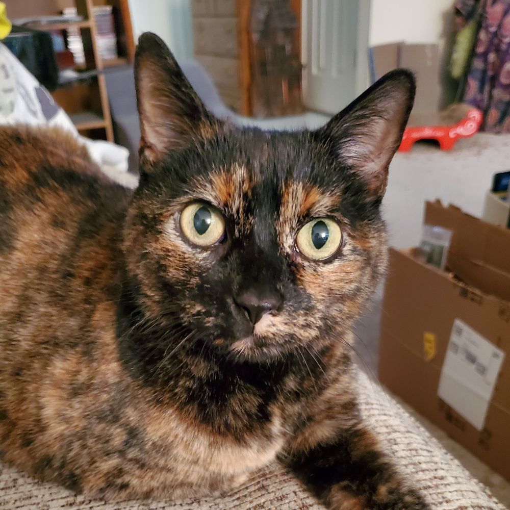 Jules & Lizzie the Tortie