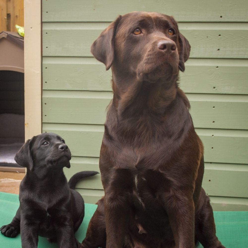 Cassie & Ritchie 🐾🐾🐶🐾