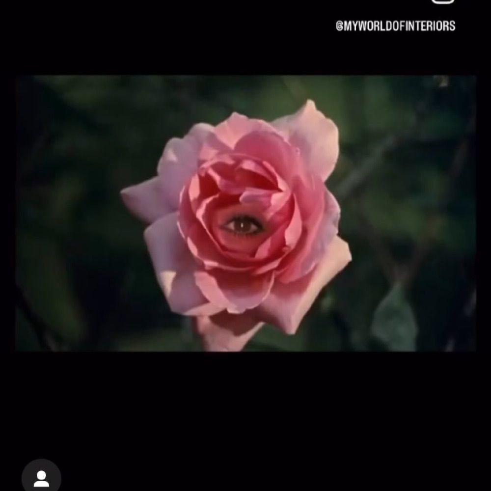 Rosy Moon