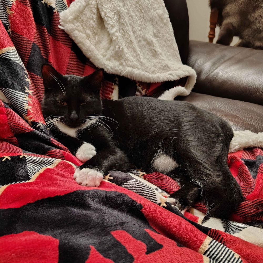 Pixel&Tonk