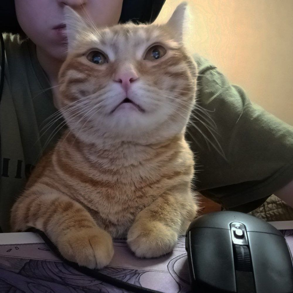tibi