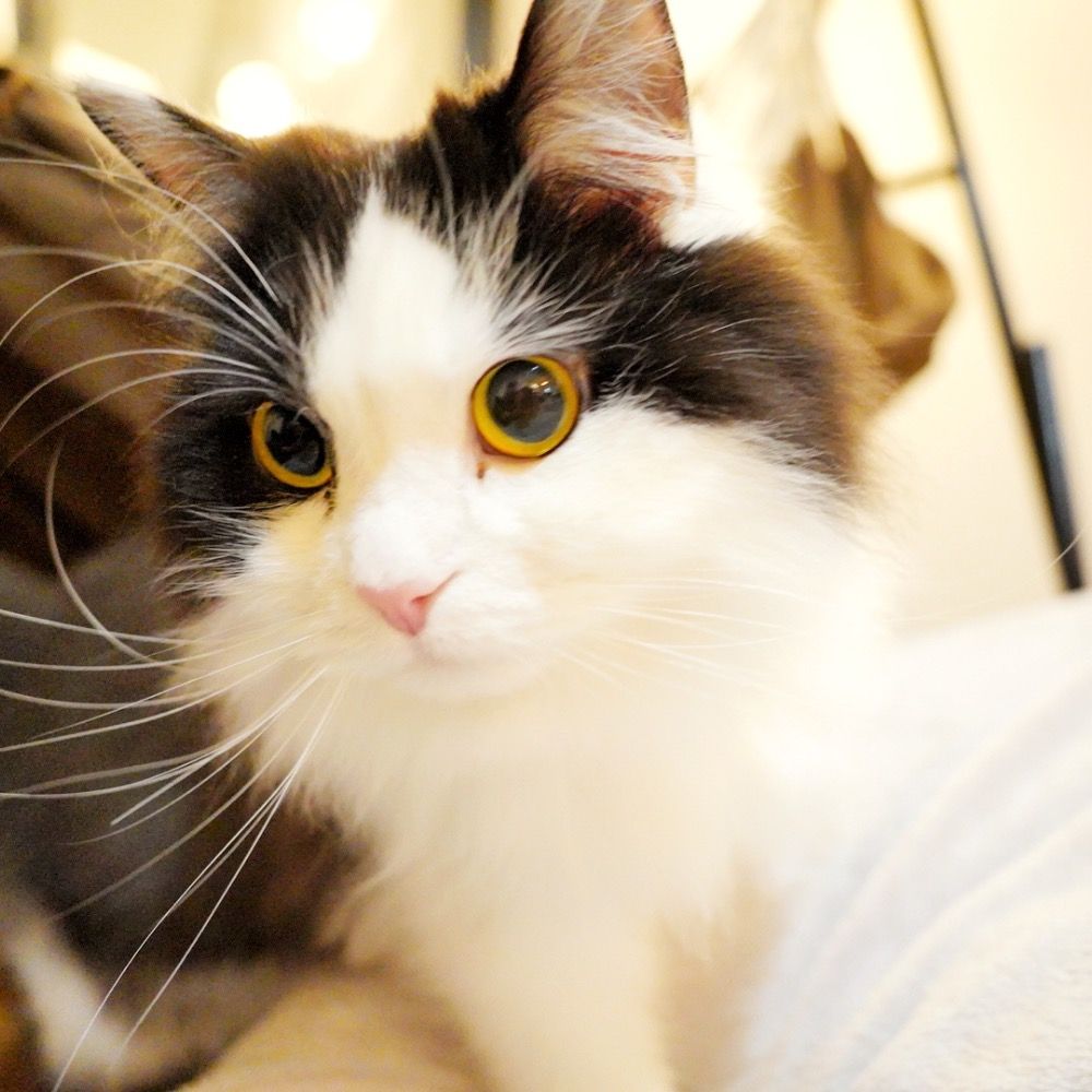 ぴーやん🐈‍⬛社労士試験の勉強中