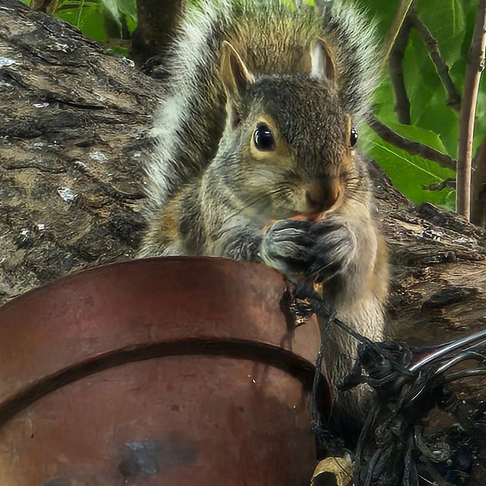 The Secret World of Squirrels