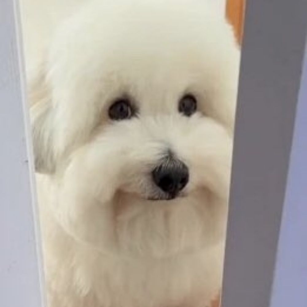 pitozinho 
