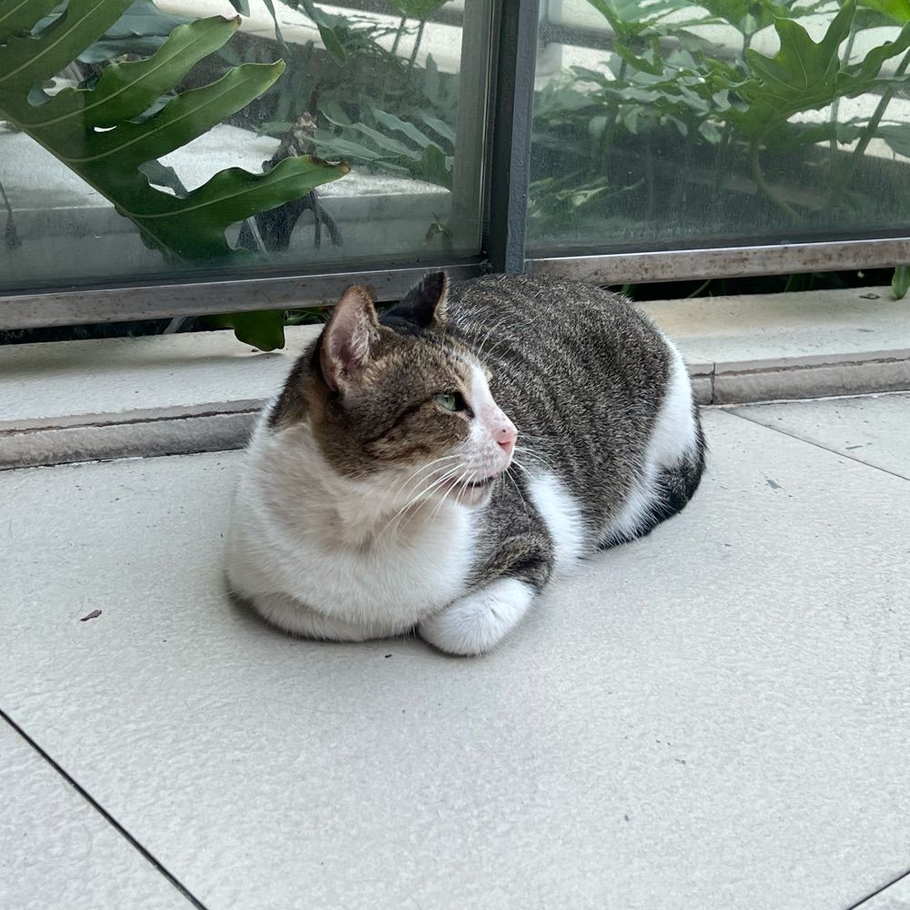 🐥