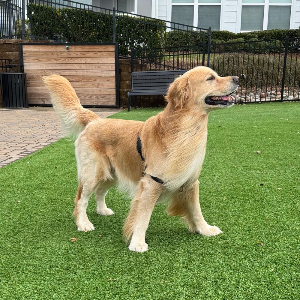 Macon the Golden Boy