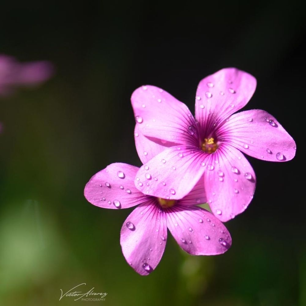 Fotos y flores 📸🌸