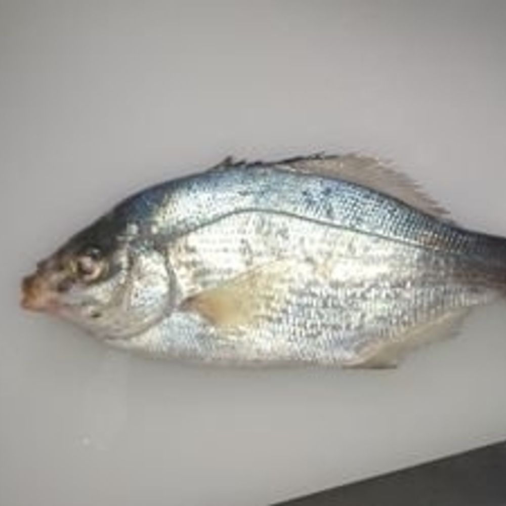 ひいらしりょう