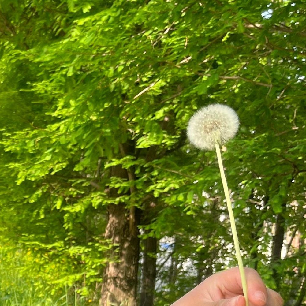 明月