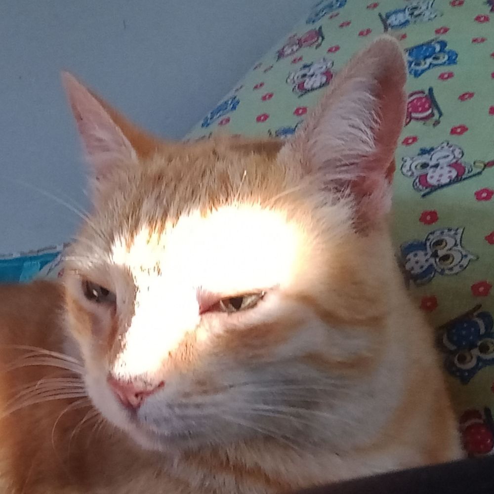 Gato concurseiro 