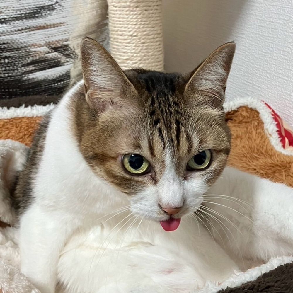 雪猫