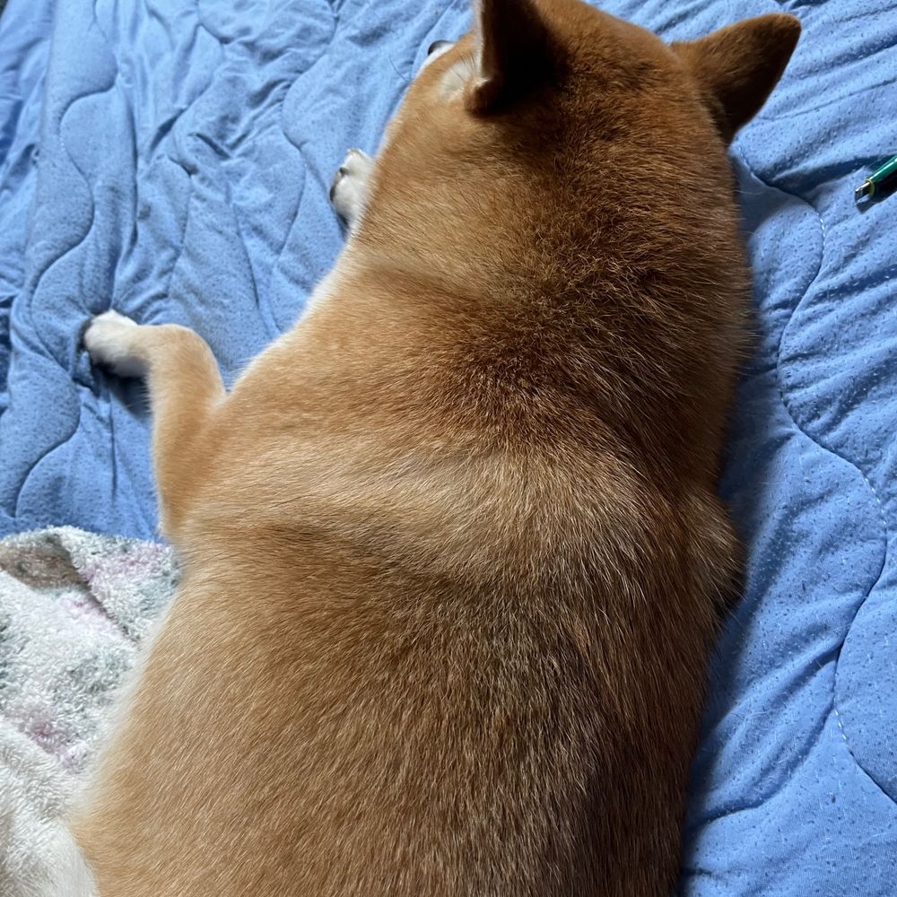 麦の未来分岐