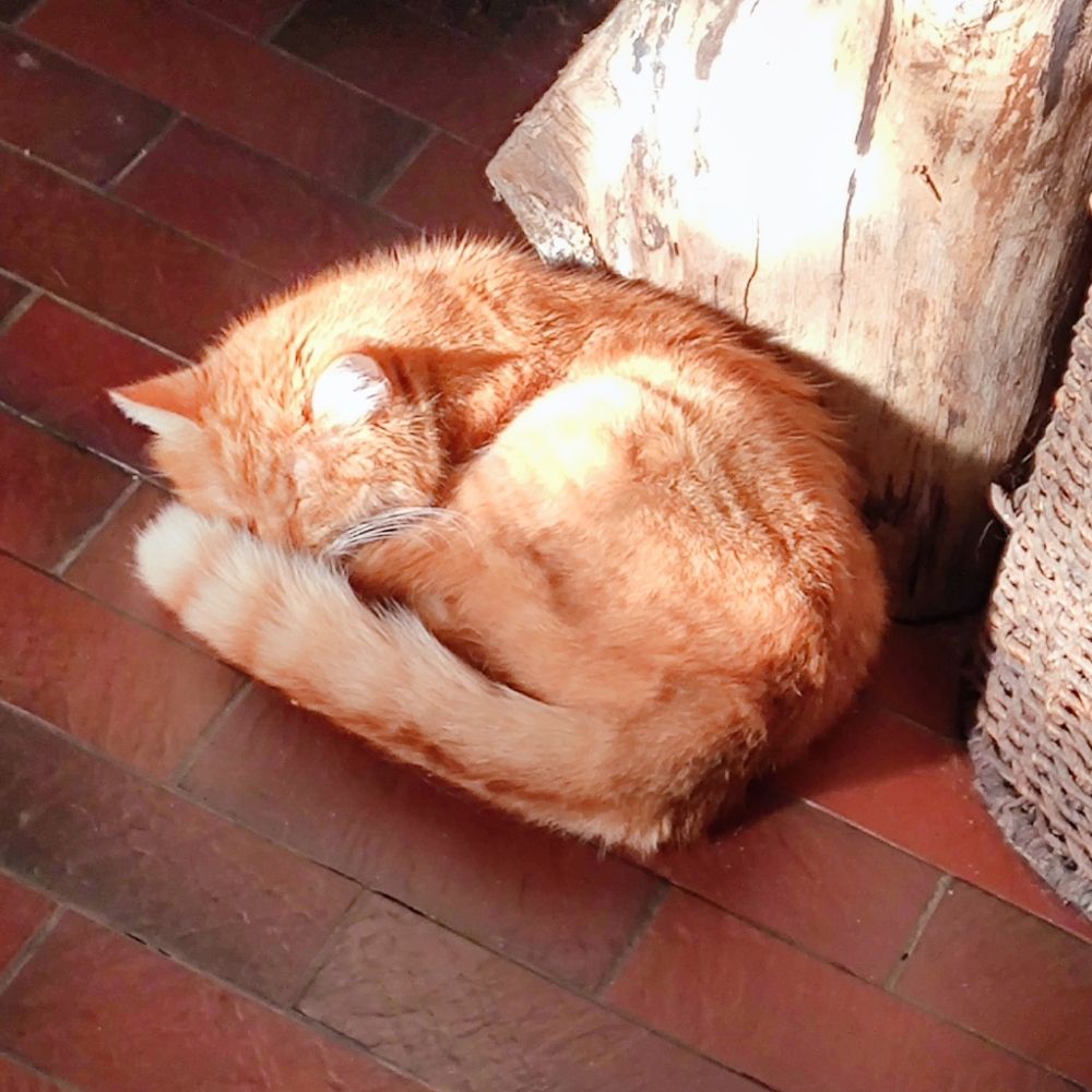 Look at my cat