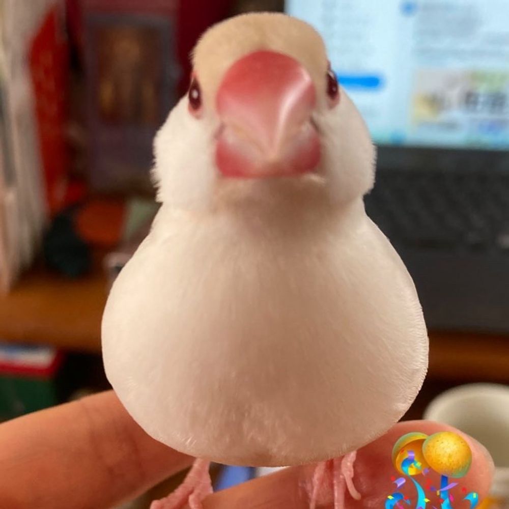 benio