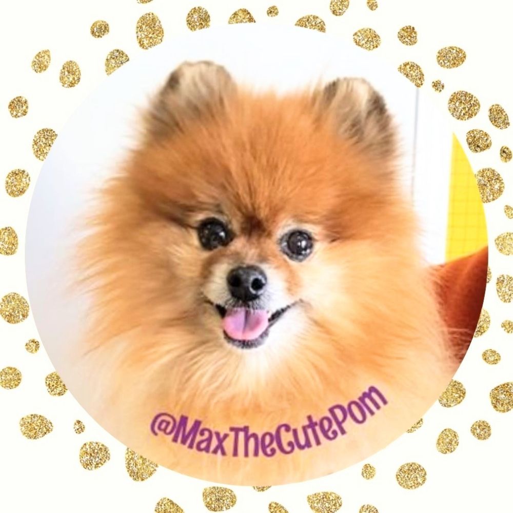 Max The Cute Pomeranian