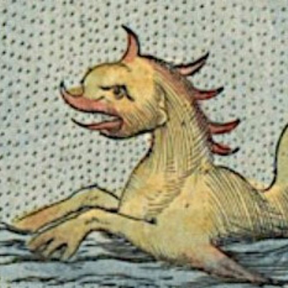 stupid little sea dragon 
