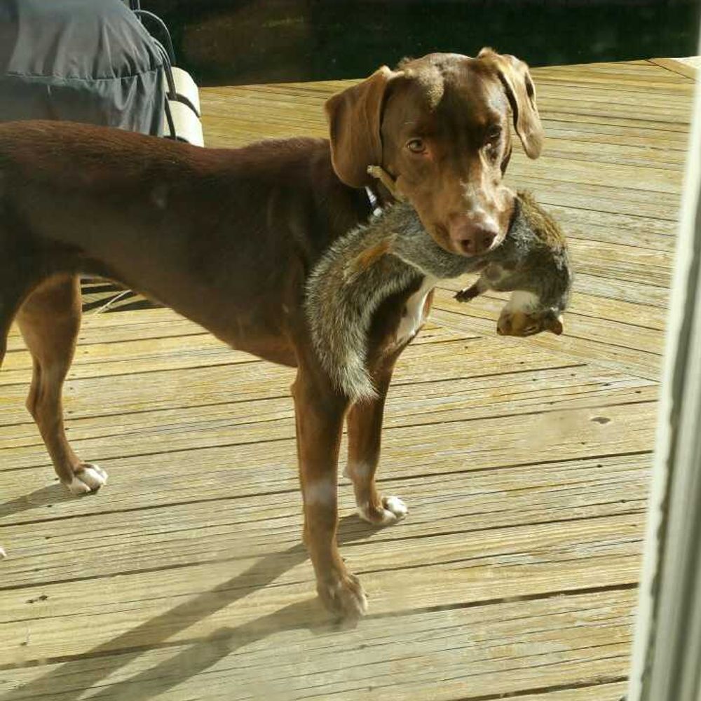 SquirreIkiller