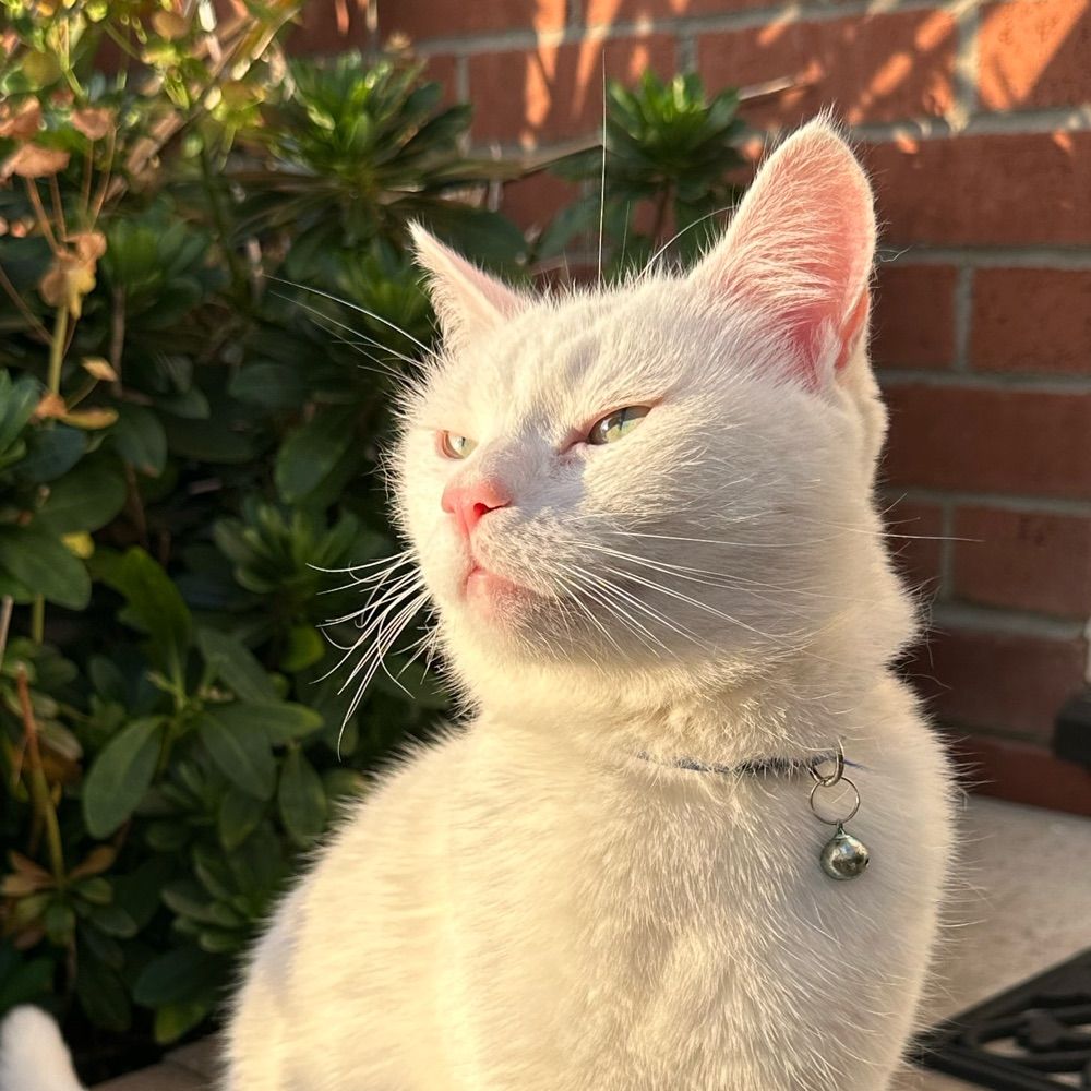 Tsuki
