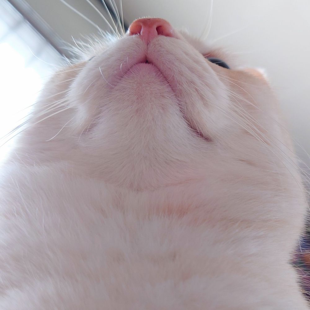 お猫様と一緒