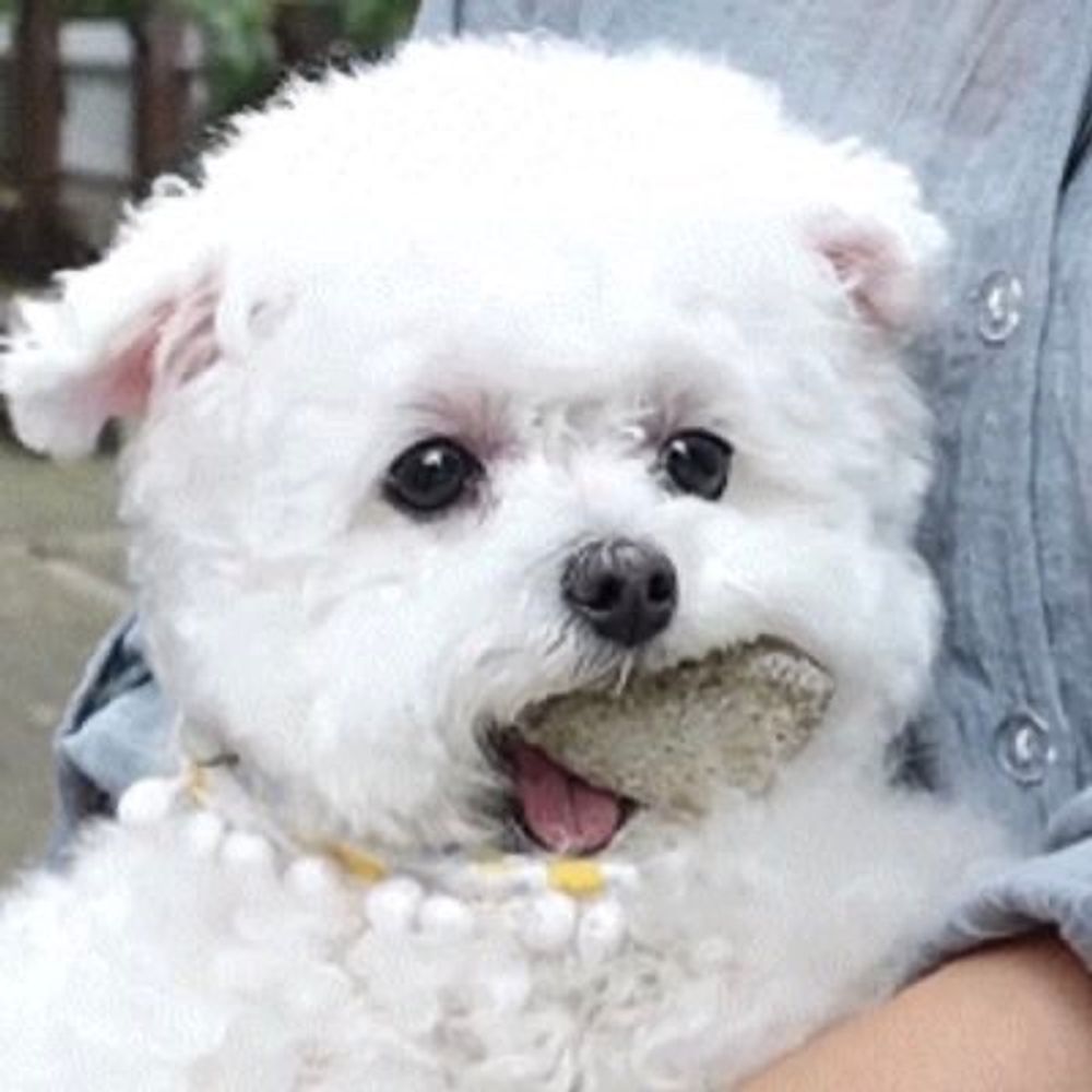 돌맹이