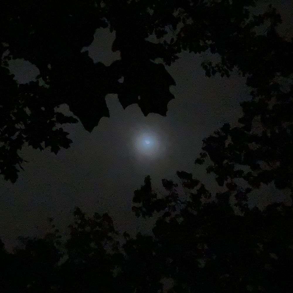 Evan Wilder's Night Walks