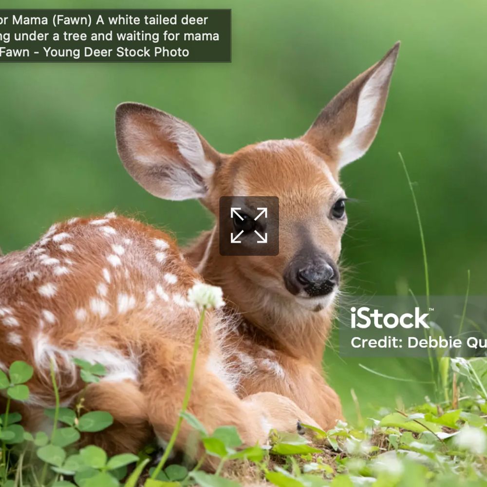 SnowyDeer