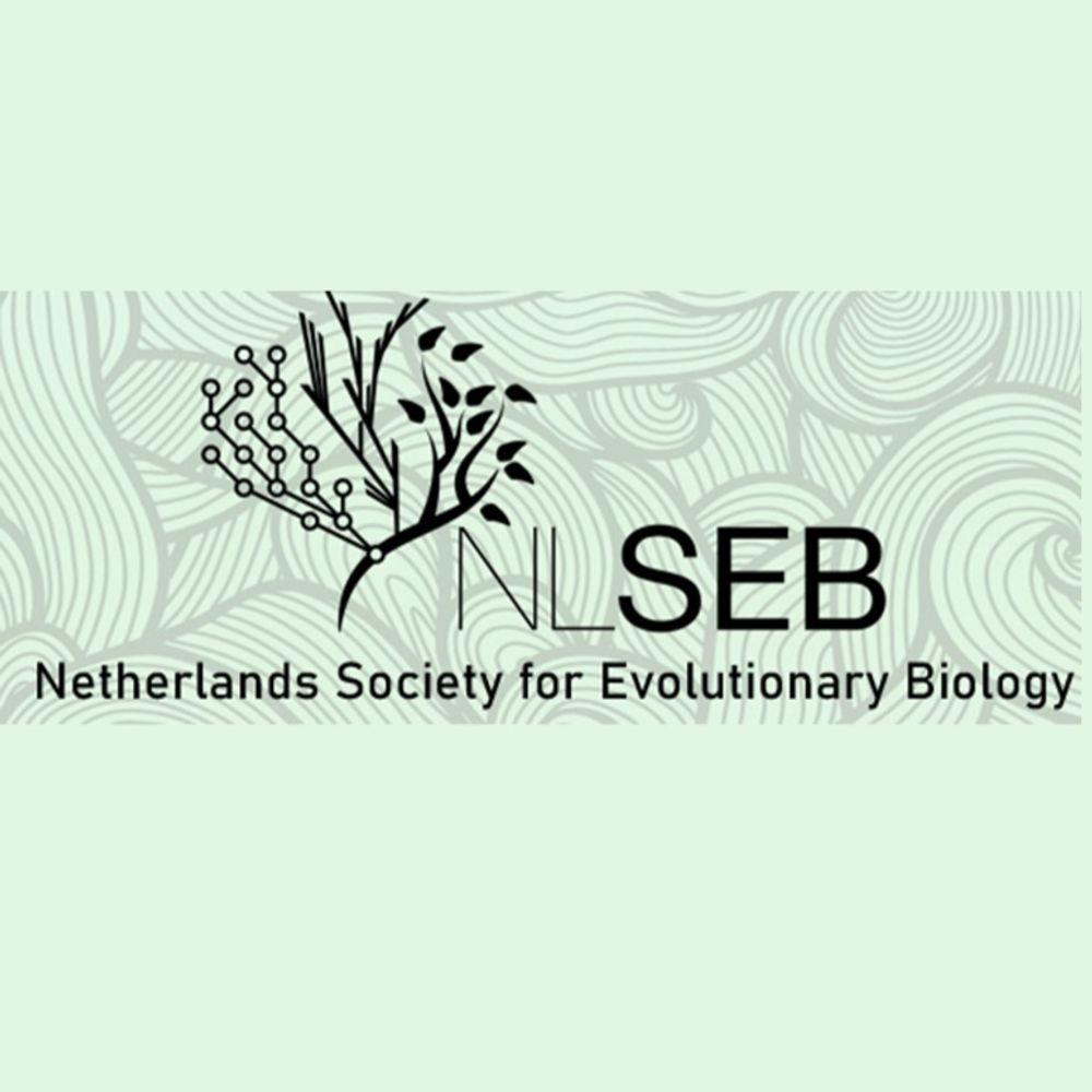 NLSEB