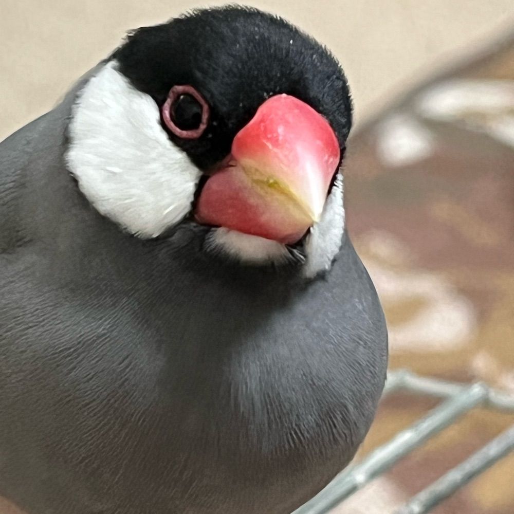 薬文鳥