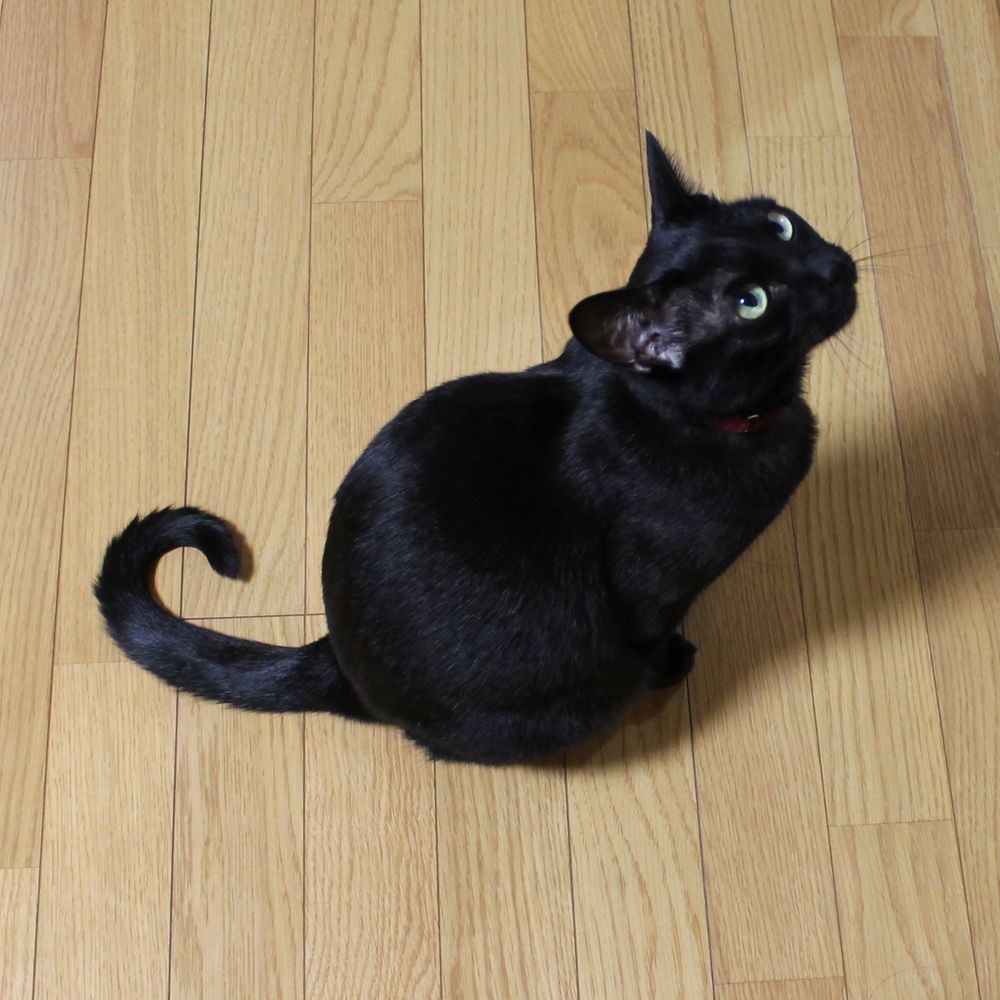 トマシーナ