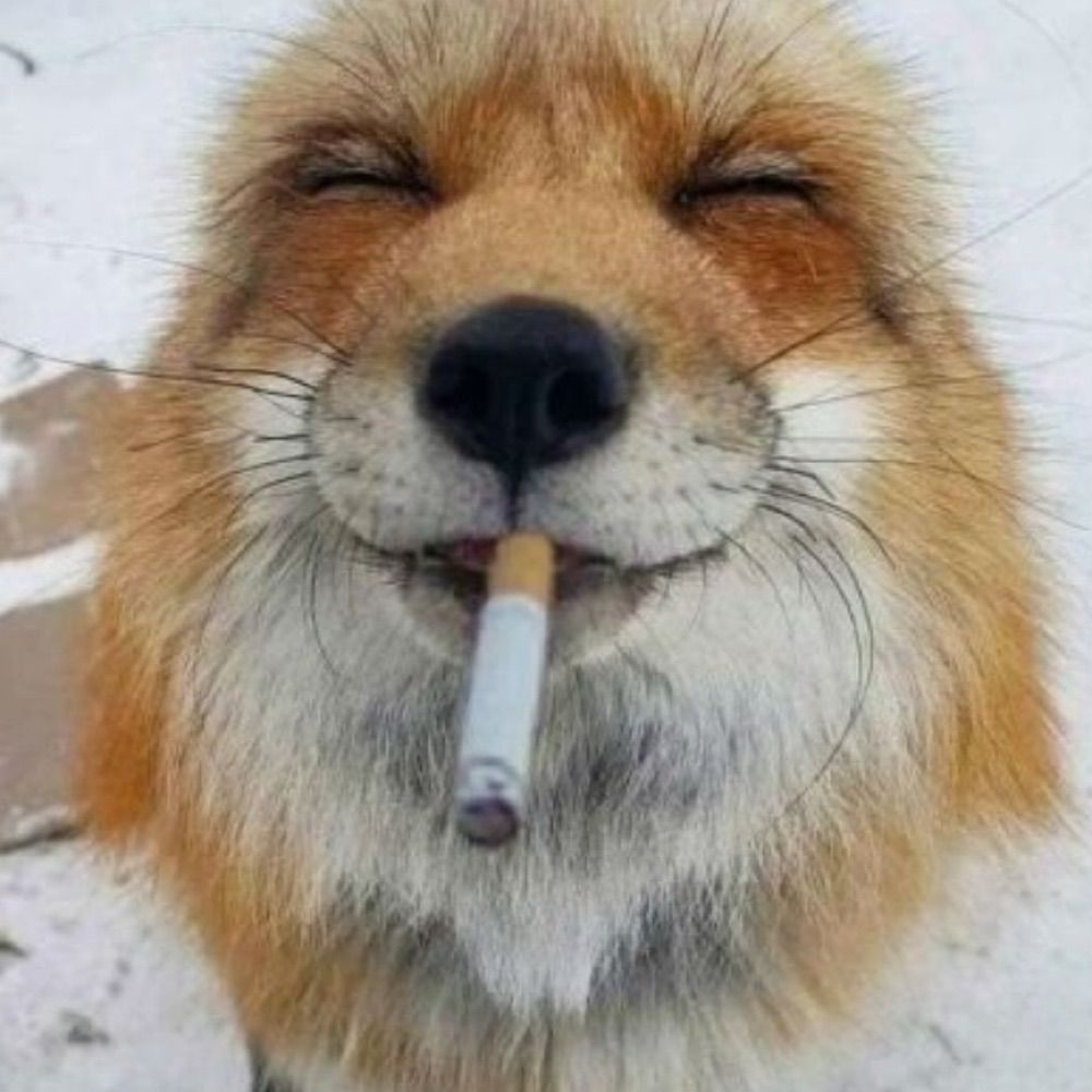 𝘢пельсин 🍊🌾‧₊˚ ⋅