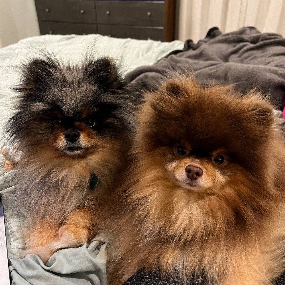 Bear and Gizmo